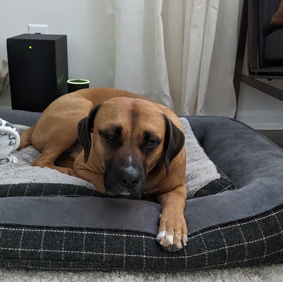 STELLA & DOT Silver Bead Hoop Earrings - Picture 5 of 5